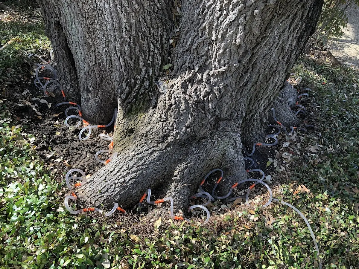 Detailed Tree Cabling and Bracing job site in Crofton